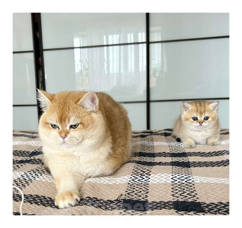 Кошки в Уфе: Котик британская золотая шиншилла Мальчик, 20 000 руб. - фото 3