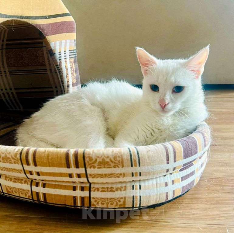 Кошки в Москве: Голубоглазая белая кошечка в добрые руки Девочка, Бесплатно - фото 5