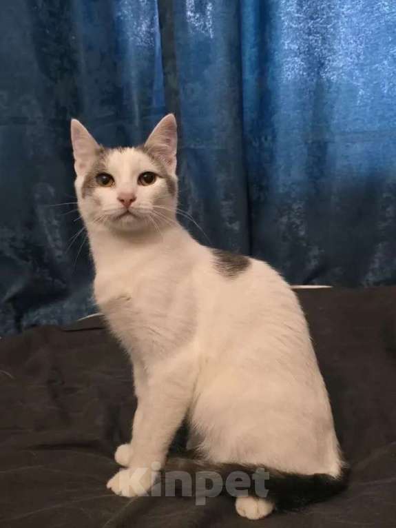 Кошки в Москве: Котик 8 месяцев Мальчик, 150 руб. - фото 1