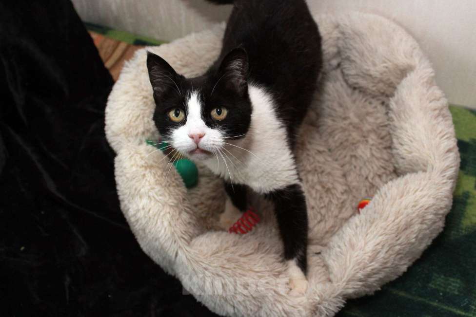 Кошки в Калуге: Феличита из магазина ищет дом. Молодая кошечка в добрые руки. Девочка, Бесплатно - фото 9