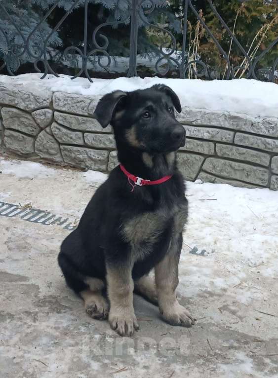 Собаки в Екатеринбурге: Продаются щенки восточноевропейской овчарки с документами РКФ Девочка, 45 000 руб. - фото 3