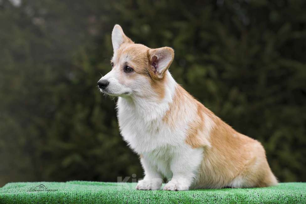 Собаки в Воронеже: Щенок вельш корги пемброк GABRIELLA DAISY Девочка, 60 000 руб. - фото 7