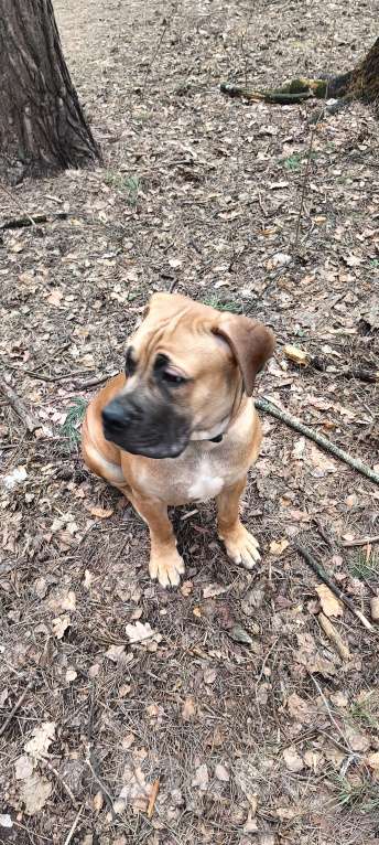 Собаки в Москве: Щенок Южноафриканского Бурбуля Мальчик, 35 000 руб. - фото 5