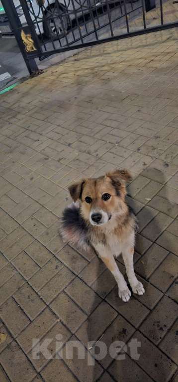 Собаки в Ростове-на-Дону: Самый лучший щенок Мальчик, Бесплатно - фото 1