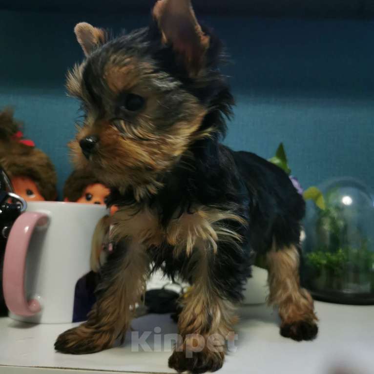 Собаки в Новосибирске: Девочка йорка  Девочка, 45 000 руб. - фото 2