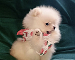 Собаки в Москве: Померанский шпиц, мини девочка Девочка, 27 000 руб. - фото 4