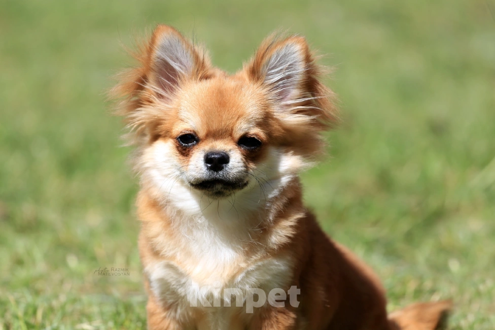 Собаки в Самаре: Красивый Мальчик чихуахуа Мальчик, Бесплатно - фото 7