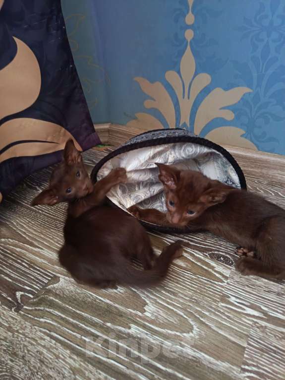 Кошки в Санкт-Петербурге: Продам ориентальных котят. Девочка, 25 000 руб. - фото 1