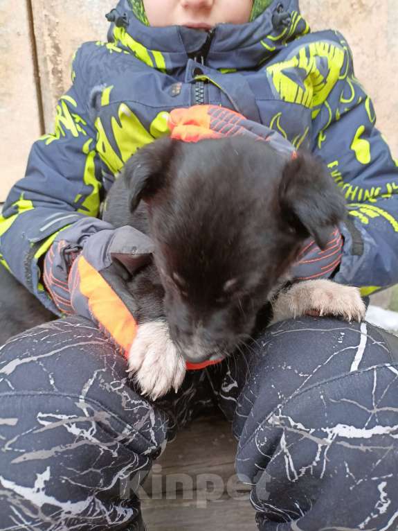 Собаки в других городах Свердловской области: Щенки ищут хозяев  Мальчик, Бесплатно - фото 3