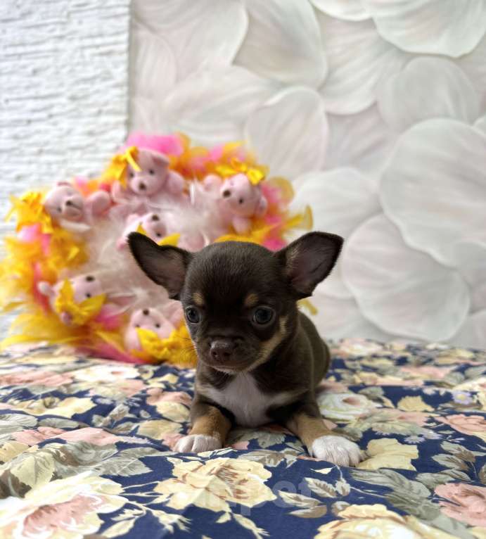 Собаки в Москве: Щенок Чихуахуа Девочка, 85 000 руб. - фото 5