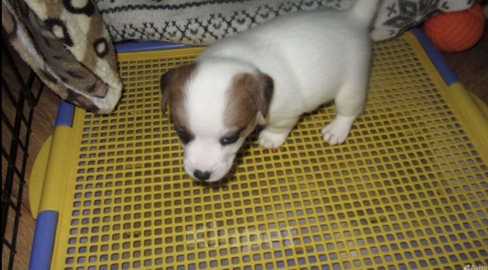 Собаки в Севастополе: Девочки и мальчики Девочка, 30 000 руб. - фото 6