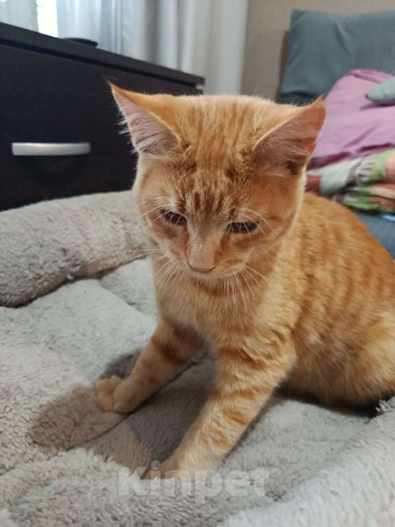 Кошки в Челябинске: Тайский котёнок Мальчик, Бесплатно - фото 8