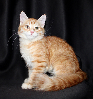 Сибирский котёнок