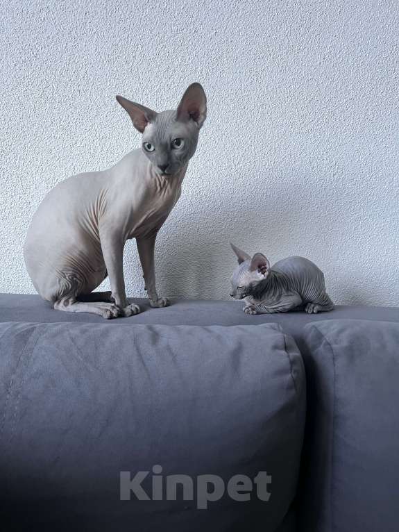 Кошки в Ярославле: Котенок породы Канадский сфинкс  Мальчик, 13 000 руб. - фото 4