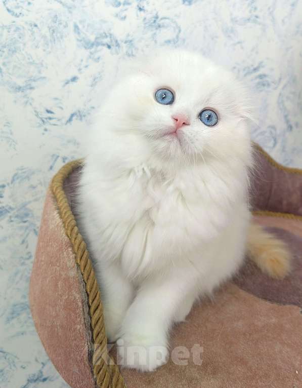 Кошки в Кисловодске: Шотландские котята Девочка, 35 000 руб. - фото 7