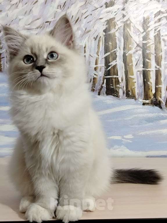Кошки в Сосновом Бору: Котята от чемпиона мира ( WCF) для шоу/разведения/для души Девочка, Бесплатно - фото 7