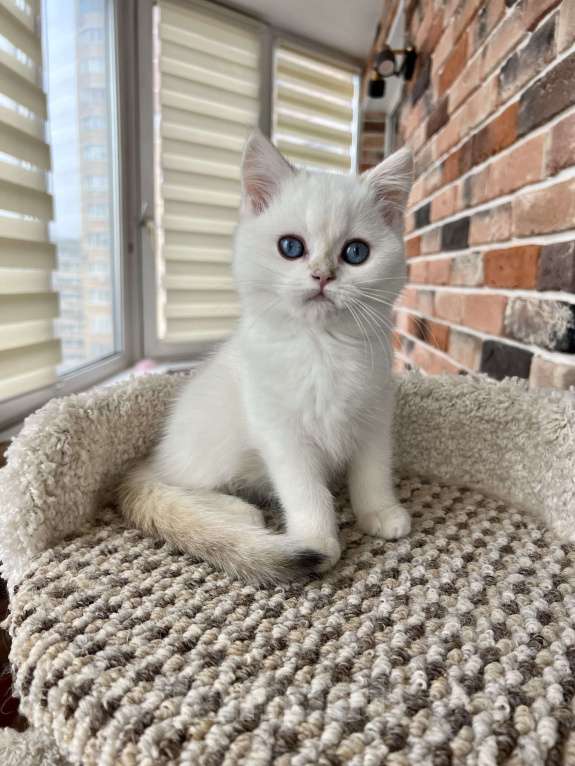 Кошки в Москве: Британская синеглазая девочка   Девочка, 50 000 руб. - фото 3