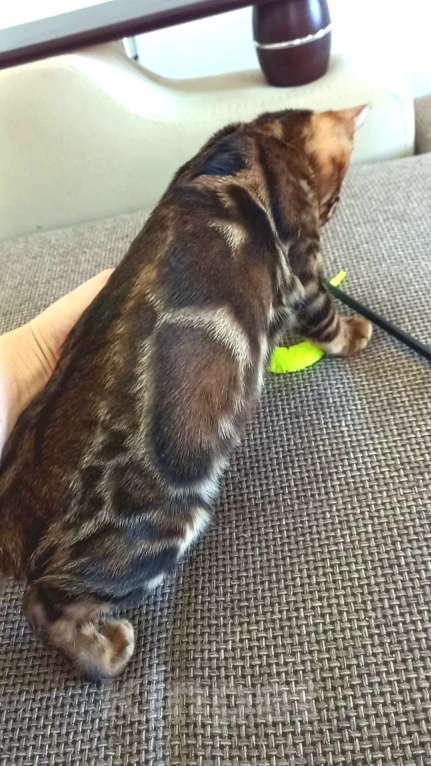 Кошки в Москве: Бенгальский мальчик  Мальчик, 30 000 руб. - фото 8