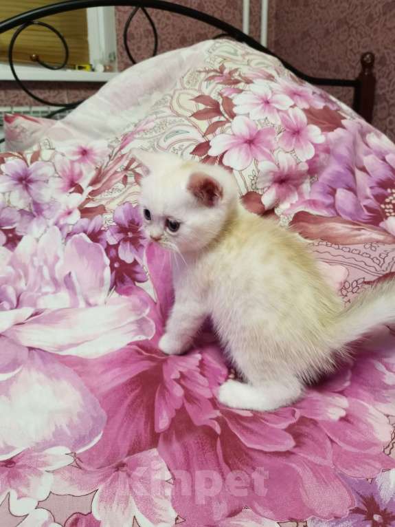 Кошки в Москве: Британские котятки  Мальчик, 15 000 руб. - фото 2