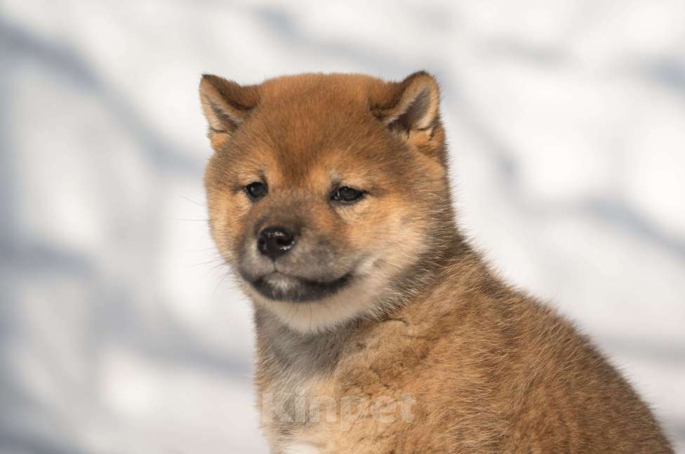 Собаки в других городах Московской области: Мальчик сиба Мальчик, Бесплатно - фото 1