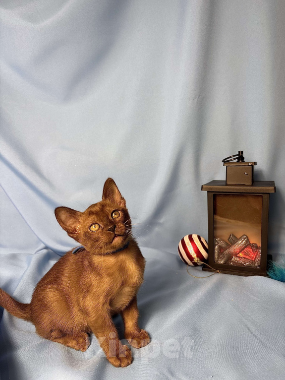 Кошки в Москве: Бурманские котята  Мальчик, 50 000 руб. - фото 1