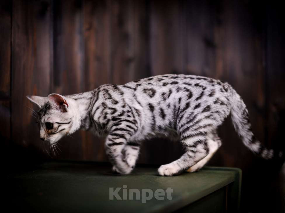 Кошки в Москве: Бенгальский котенок серебро Мальчик, Бесплатно - фото 3