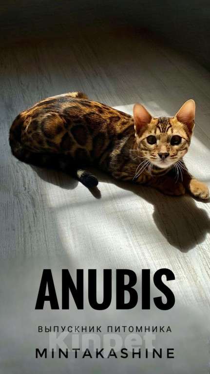 Кошки в Ставрополе: Бенгальские котята Мальчик, 40 000 руб. - фото 3