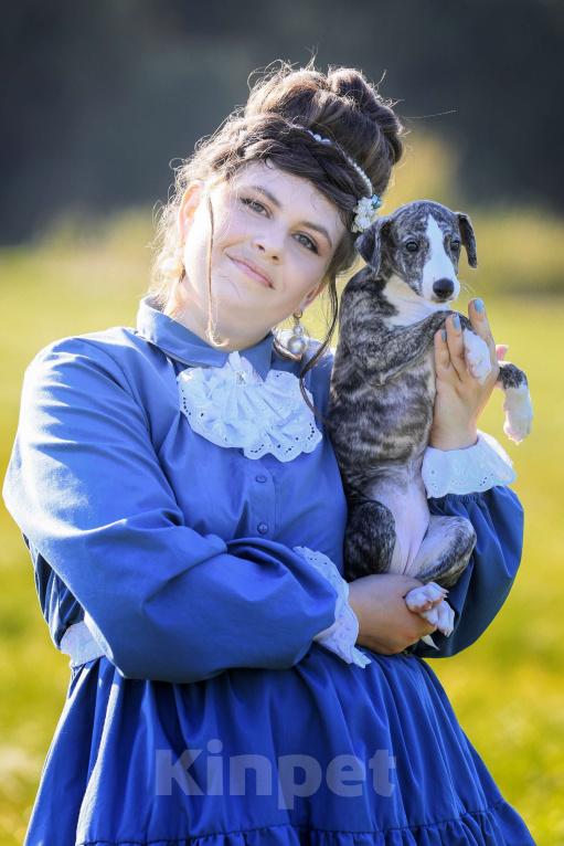 Собаки в Москве: Невероятно красивая тигровая девочка уиппет ШОУ класса Девочка, 50 000 руб. - фото 3