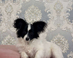 Собаки в других городах Московской области: Щенки Папийон мальчик Мальчик, 15 000 руб. - фото 2