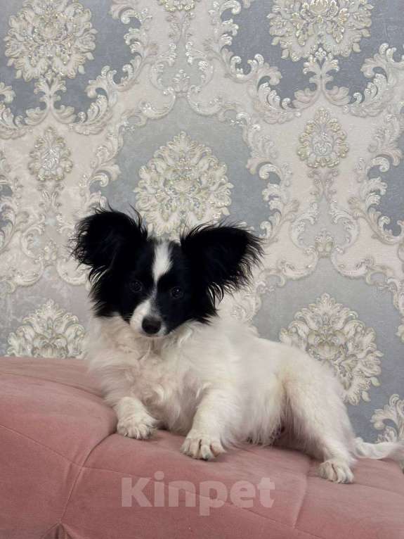 Собаки в других городах Московской области: Щенки Папийон мальчик Мальчик, 15 000 руб. - фото 2