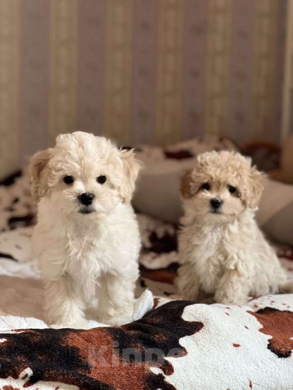 Собаки в Ростове-на-Дону: Щенок мальтипу f1 Мальчик, 40 000 руб. - фото 2