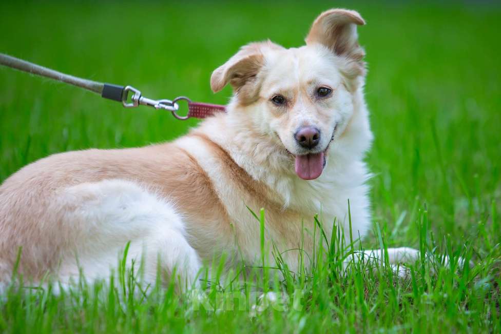 Собаки в Москве: Холли ищет дом Девочка, Бесплатно - фото 6