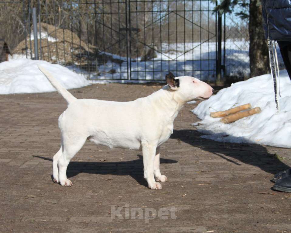 Собаки в Москве: Бультерьер Зара Девочка, 150 000 руб. - фото 1