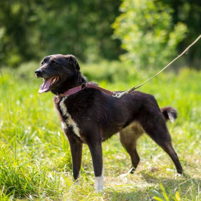 Собаки в Москве: Лайма Девочка, Бесплатно - фото 2