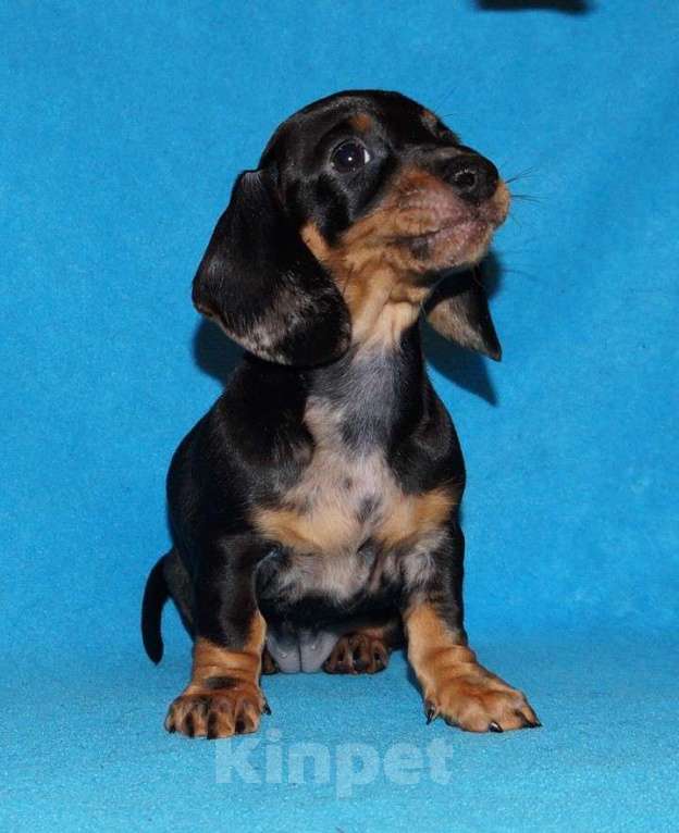 Собаки в Иваново: Такса стандартная г-ш. РКФ Мальчик, Бесплатно - фото 7