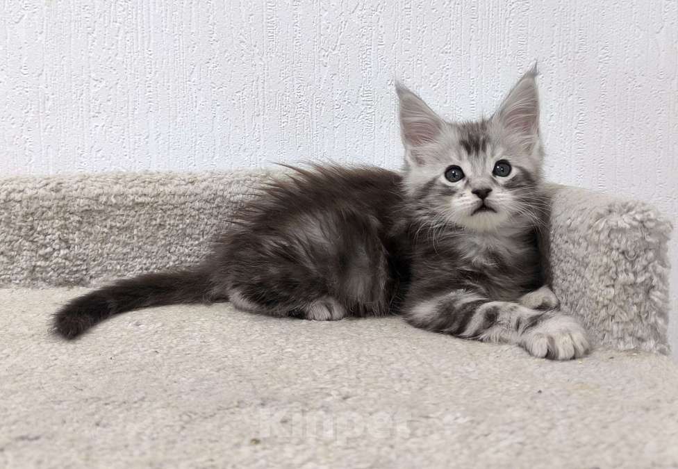 Кошки в Санкт-Петербурге: Котенок мейн-кун полидакт 6/6/5/5 Мальчик, 80 000 руб. - фото 4