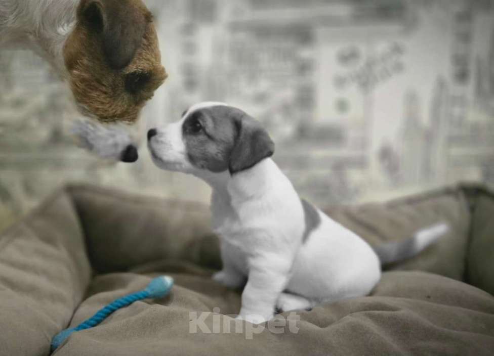 Собаки в Туле: Джек Рассел Терьер щенки Мальчик, 60 000 руб. - фото 5