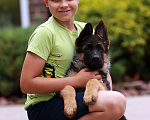 Собаки в Раменском: Шикарная девочка со стандартной шерстью  Девочка, 50 000 руб. - фото 3