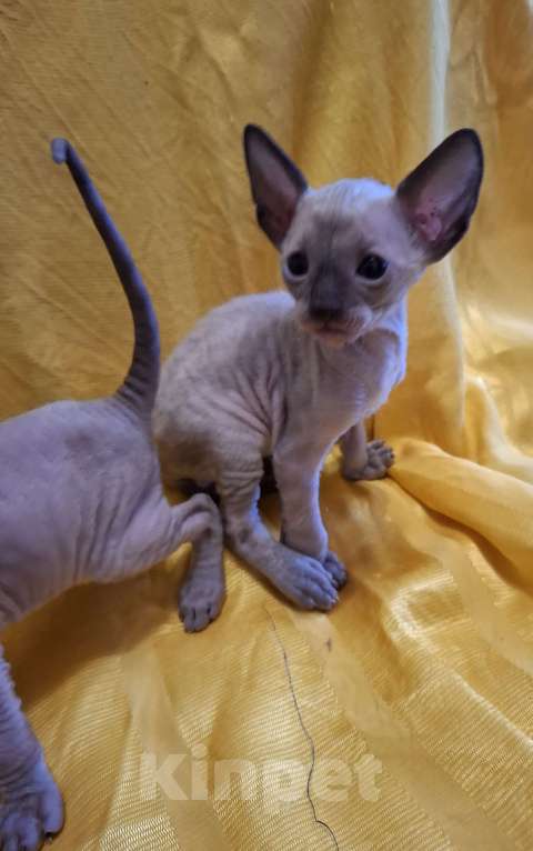 Кошки в Москве: Очень кудрявые Мальчик, 35 руб. - фото 1