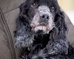 Собаки в Москве: Спаниель пес Терри ищет дом Мальчик, Бесплатно - фото 4