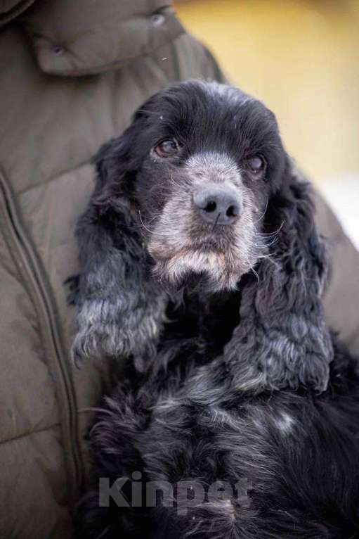 Собаки в Москве: Спаниель пес Терри ищет дом Мальчик, Бесплатно - фото 4