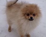 Собаки в Москве: Чудесный мальчик - ЖОРИК Мальчик, 30 000 руб. - фото 2