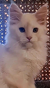 Котята Мейн кун