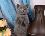 Кошки в Мурином: Британский голубой котик Мальчик, 25 000 руб. - фото 4
