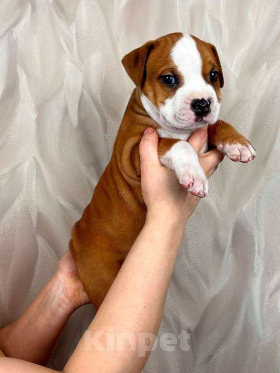 Собаки в Москве: Шикарный мальчик амстаффа  Мальчик, 35 000 руб. - фото 8