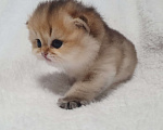 Кошки в Череповце: Сладкий мальчишка в любимцы или в разведение Мальчик, 70 000 руб. - фото 2