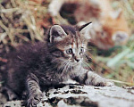 Кошки в Краснодаре: Бесподобные котята-малыши, мальчик и девочка ищут дом Мальчик, 10 руб. - фото 4