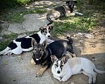 Собаки в Москве: Щенки коротколапики в дар, Бесплатно - фото 3