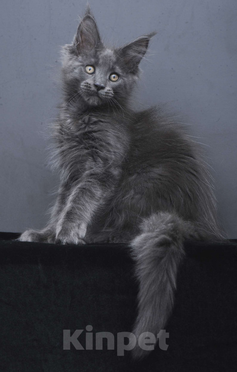 Кошки в Москве: Котенок мейн-кун  Девочка, 60 000 руб. - фото 5