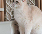 Кошки в Москве: Британский котенок Раф Мальчик, 150 000 руб. - фото 2